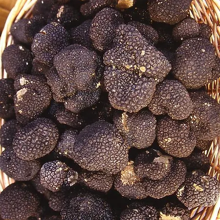 Malvarina *