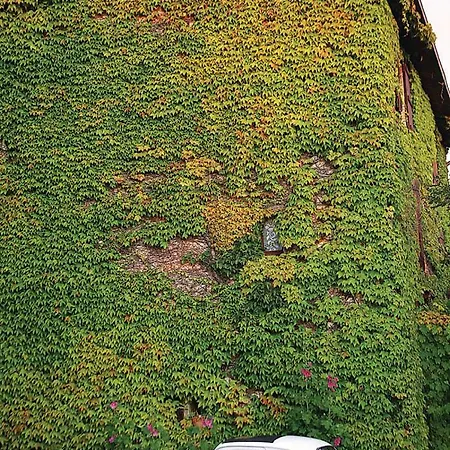 Malvarina * Capodacqua (Assisi)