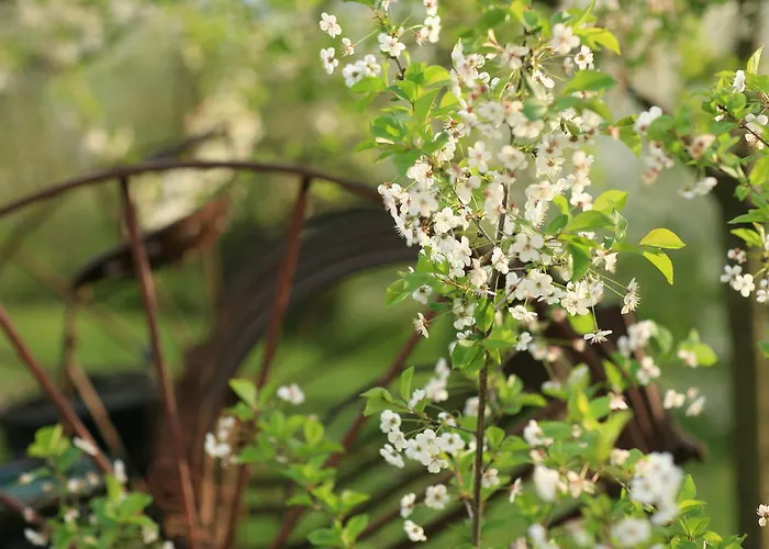 Malvarina Capodacqua (Assisi)