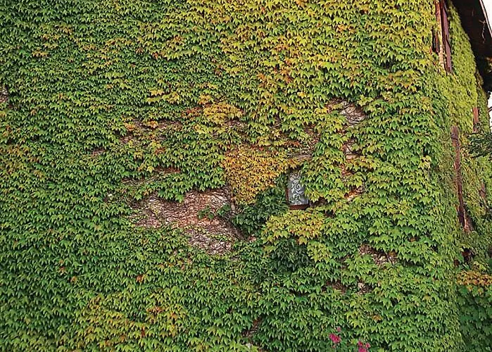 Malvarina * Capodacqua (Assisi)