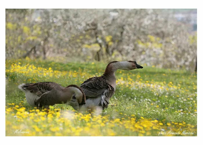 Gospodarstwo agroturystyczne Malvarina